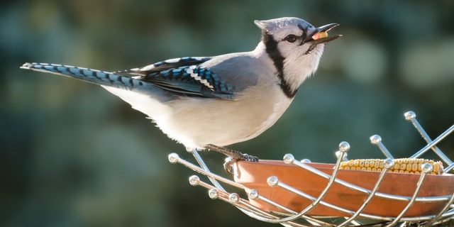 vogelvoer kopen