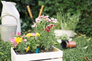 planten planten